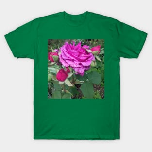 Pink roses photograph T-Shirt